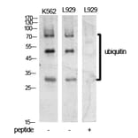 Western blot - Ub Polyclonal Antibody from Signalway Antibody (41907) - Antibodies.com