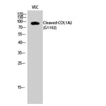 Western blot - Cleaved-COL1A2 (G1102) Polyclonal Antibody from Signalway Antibody (40512) - Antibodies.com