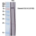 Western blot - Cleaved-COL1A2 (G1102) Polyclonal Antibody from Signalway Antibody (40512) - Antibodies.com