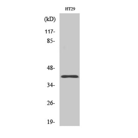 Western blot - Olfactory receptor 8S1 Polyclonal Antibody from Signalway Antibody (41286) - Antibodies.com