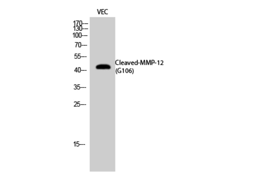 Western blot - Cleaved-MMP-12 (G106) Polyclonal Antibody from Signalway Antibody (40515) - Antibodies.com