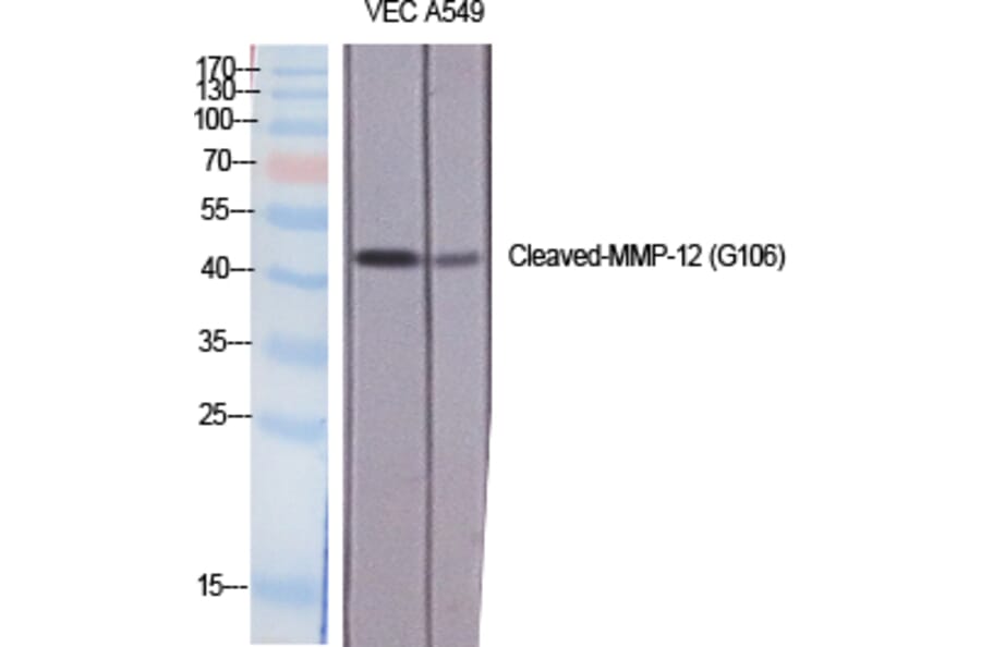 Western blot - Cleaved-MMP-12 (G106) Polyclonal Antibody from Signalway Antibody (40515) - Antibodies.com