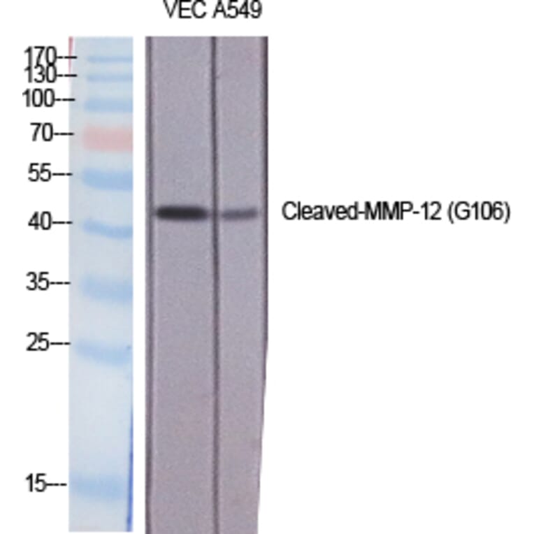 Western blot - Cleaved-MMP-12 (G106) Polyclonal Antibody from Signalway Antibody (40515) - Antibodies.com