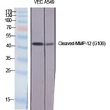 Western blot - Cleaved-MMP-12 (G106) Polyclonal Antibody from Signalway Antibody (40515) - Antibodies.com