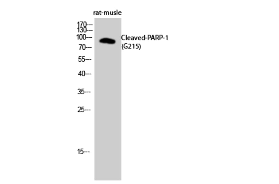 Western blot - Cleaved-PARP-1 (G215) Polyclonal Antibody from Signalway Antibody (40519) - Antibodies.com