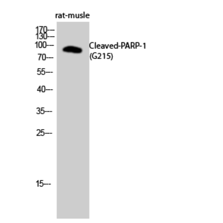 Western blot - Cleaved-PARP-1 (G215) Polyclonal Antibody from Signalway Antibody (40519) - Antibodies.com