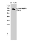 Western blot - Cleaved-PARP-1 (G215) Polyclonal Antibody from Signalway Antibody (40519) - Antibodies.com