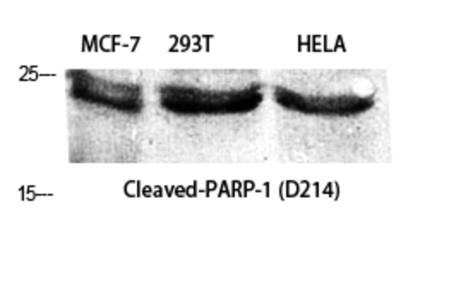 Western blot - Cleaved-PARP-1 (D214) Polyclonal Antibody from Signalway Antibody (40520) - Antibodies.com