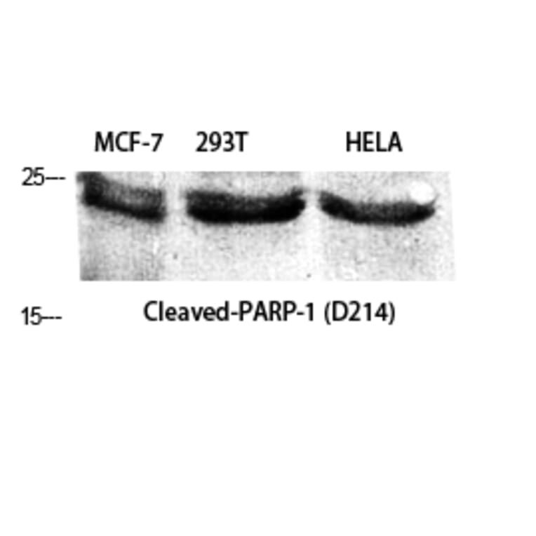 Western blot - Cleaved-PARP-1 (D214) Polyclonal Antibody from Signalway Antibody (40520) - Antibodies.com