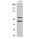 Western blot - Cleaved-MMP-10 (F99) Polyclonal Antibody from Signalway Antibody (40514) - Antibodies.com