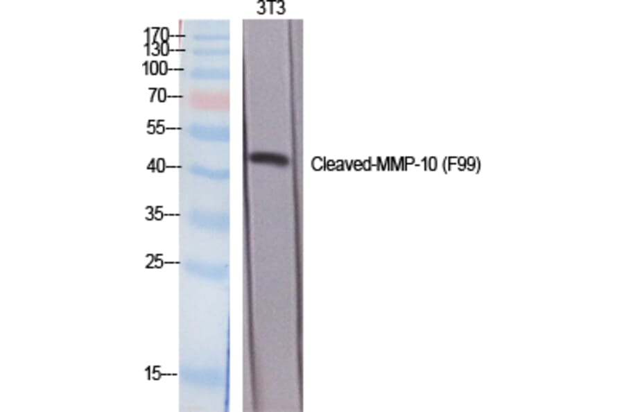 Western blot - Cleaved-MMP-10 (F99) Polyclonal Antibody from Signalway Antibody (40514) - Antibodies.com
