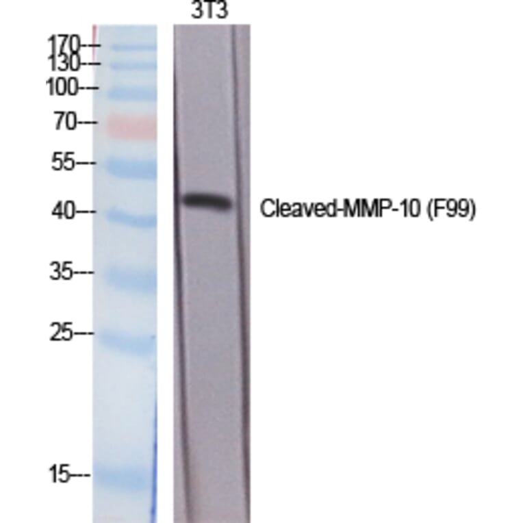 Western blot - Cleaved-MMP-10 (F99) Polyclonal Antibody from Signalway Antibody (40514) - Antibodies.com
