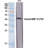 Western blot - Cleaved-MMP-10 (F99) Polyclonal Antibody from Signalway Antibody (40514) - Antibodies.com