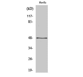 Western blot - Synaptotagmin XIII Polyclonal Antibody from Signalway Antibody (41472) - Antibodies.com