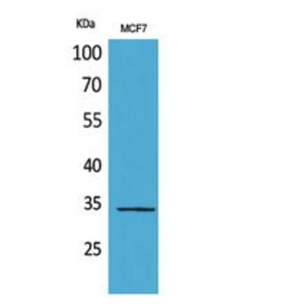 Western blot - MAPK Organizer 1 Polyclonal Antibody from Signalway Antibody (41821) - Antibodies.com