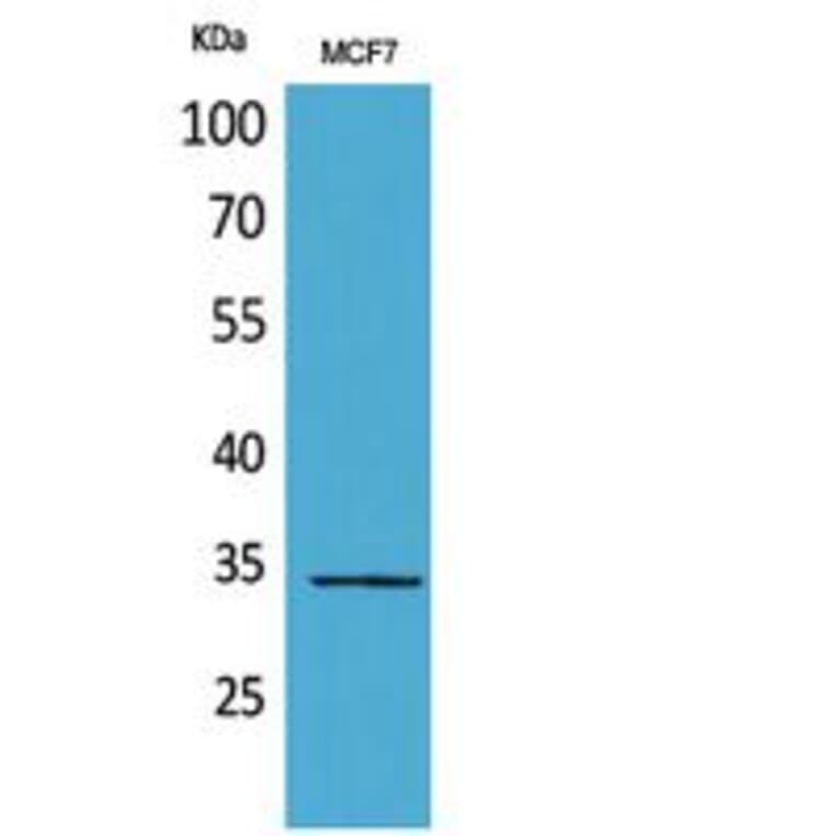 Western blot - MAPK Organizer 1 Polyclonal Antibody from Signalway Antibody (41821) - Antibodies.com