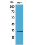 Western blot - MAPK Organizer 1 Polyclonal Antibody from Signalway Antibody (41821) - Antibodies.com