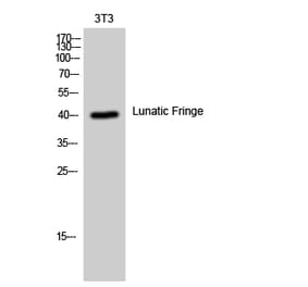 Western blot - Lunatic Fringe Polyclonal Antibody from Signalway Antibody (41114) - Antibodies.com