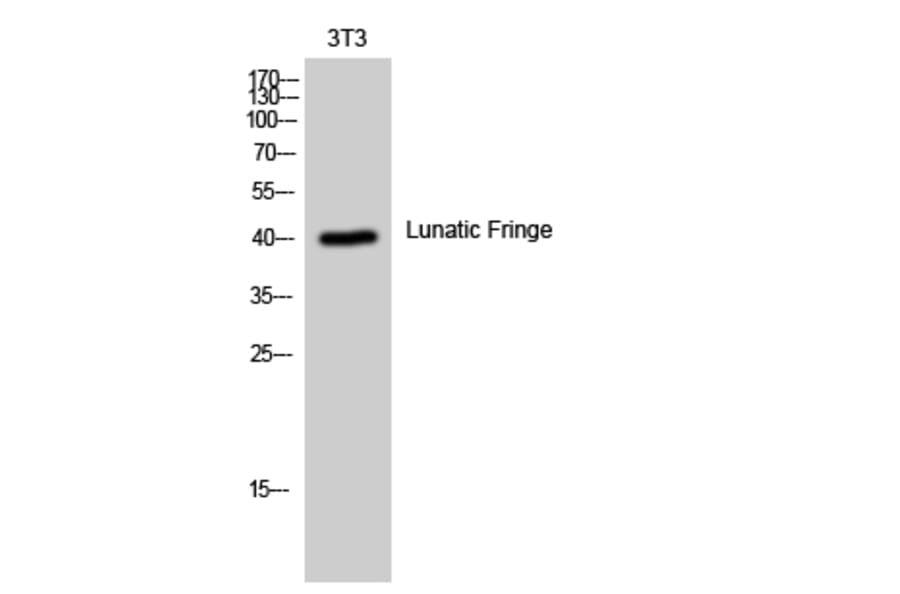 Western blot - Lunatic Fringe Polyclonal Antibody from Signalway Antibody (41114) - Antibodies.com