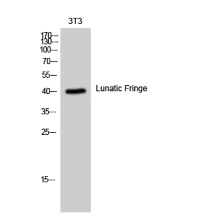 Western blot - Lunatic Fringe Polyclonal Antibody from Signalway Antibody (41114) - Antibodies.com