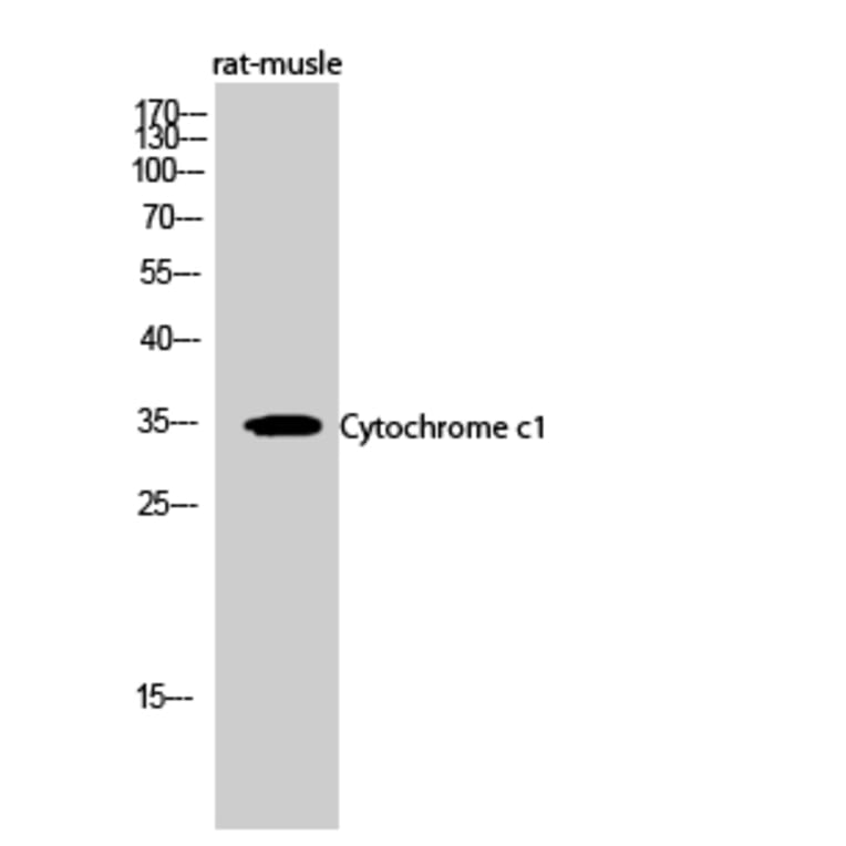 Western blot - Cytochrome c1 Polyclonal Antibody from Signalway Antibody (40821) - Antibodies.com