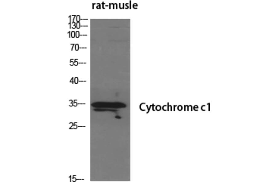 Western blot - Cytochrome c1 Polyclonal Antibody from Signalway Antibody (40821) - Antibodies.com