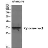 Western blot - Cytochrome c1 Polyclonal Antibody from Signalway Antibody (40821) - Antibodies.com