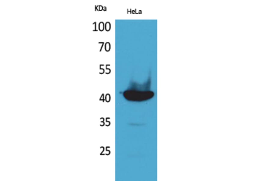 Western blot - Cyclophilin D Polyclonal Antibody from Signalway Antibody (41559) - Antibodies.com