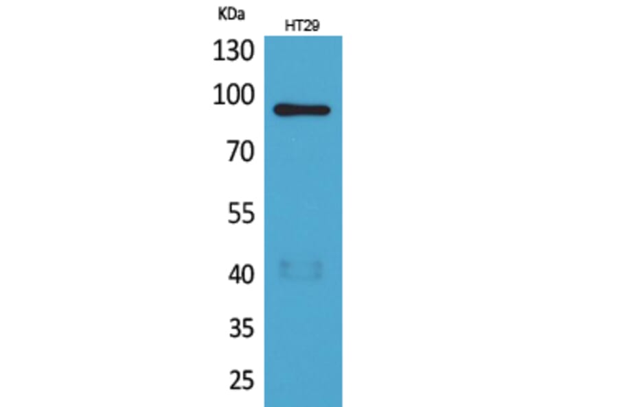 Western blot - Neuregulin-2 Polyclonal Antibody from Signalway Antibody (41623) - Antibodies.com