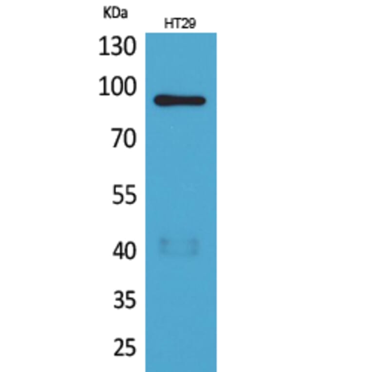 Western blot - Neuregulin-2 Polyclonal Antibody from Signalway Antibody (41623) - Antibodies.com