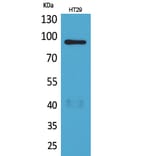 Western blot - Neuregulin-2 Polyclonal Antibody from Signalway Antibody (41623) - Antibodies.com