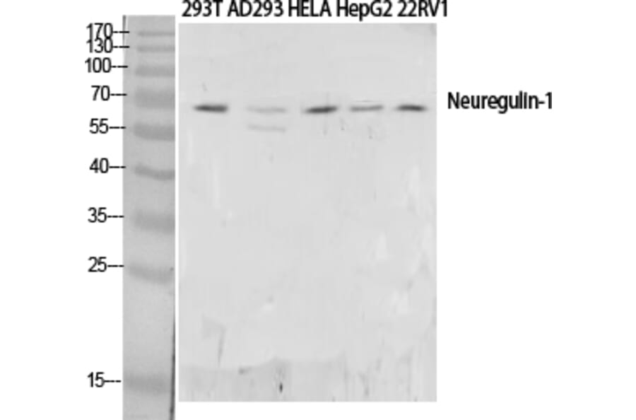 Western blot - Neuregulin-1 Polyclonal Antibody from Signalway Antibody (41715) - Antibodies.com