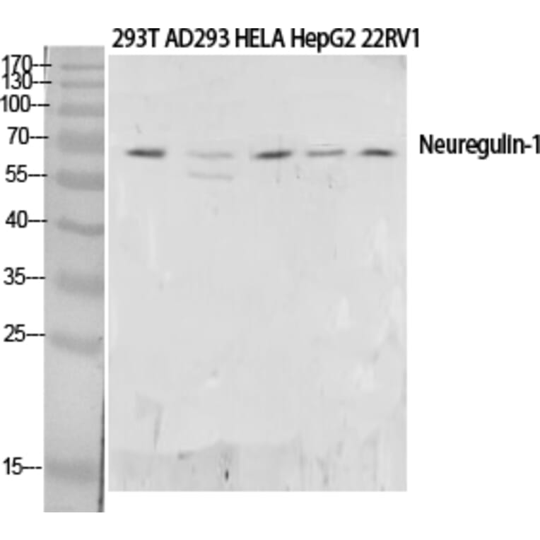 Western blot - Neuregulin-1 Polyclonal Antibody from Signalway Antibody (41715) - Antibodies.com