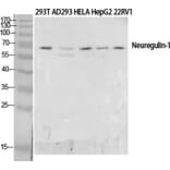 Western blot - Neuregulin-1 Polyclonal Antibody from Signalway Antibody (41715) - Antibodies.com