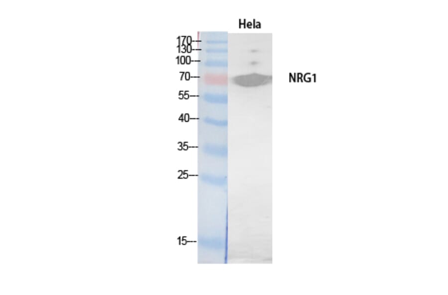 Western blot - Neuregulin-1 Polyclonal Antibody from Signalway Antibody (41898) - Antibodies.com