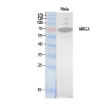 Western blot - Neuregulin-1 Polyclonal Antibody from Signalway Antibody (41898) - Antibodies.com