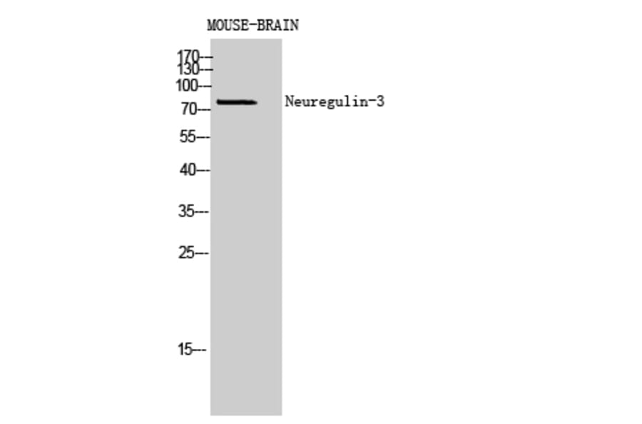 Western blot - Neuregulin-3 Polyclonal Antibody from Signalway Antibody (42012) - Antibodies.com
