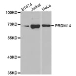 Western blot - PRDM14 antibody from Signalway Antibody (38666) - Antibodies.com