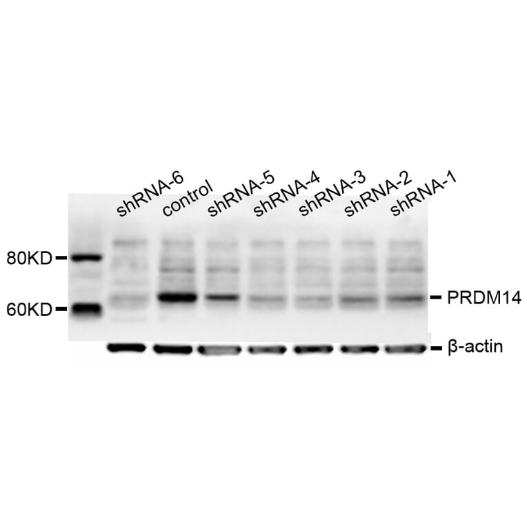 Western blot - PRDM14 antibody from Signalway Antibody (38666) - Antibodies.com