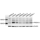 Western blot - PRDM14 antibody from Signalway Antibody (38666) - Antibodies.com