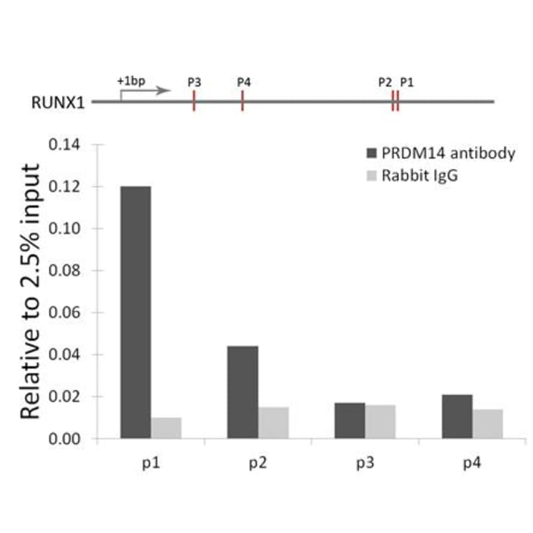 PRDM14 antibody from Signalway Antibody (38666) - Antibodies.com