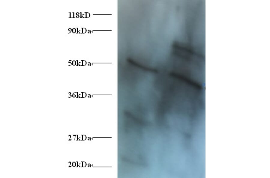 42424 from Signalway Antibody - Antibodies.com