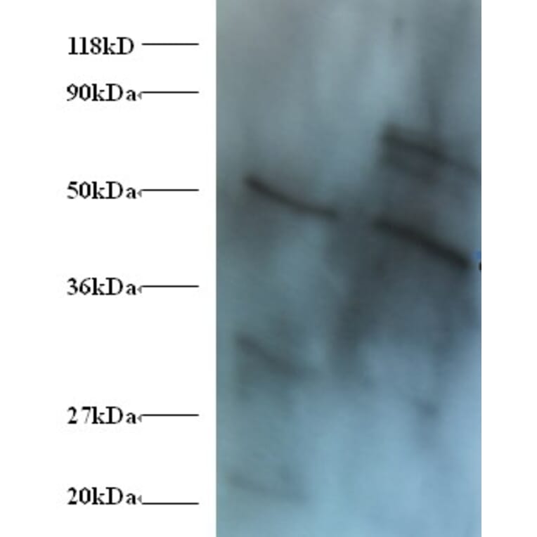 42424 from Signalway Antibody - Antibodies.com