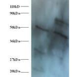 42424 from Signalway Antibody - Antibodies.com