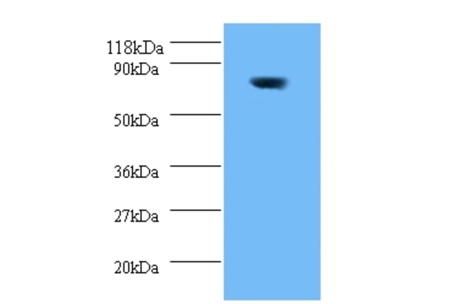 42662 from Signalway Antibody - Antibodies.com