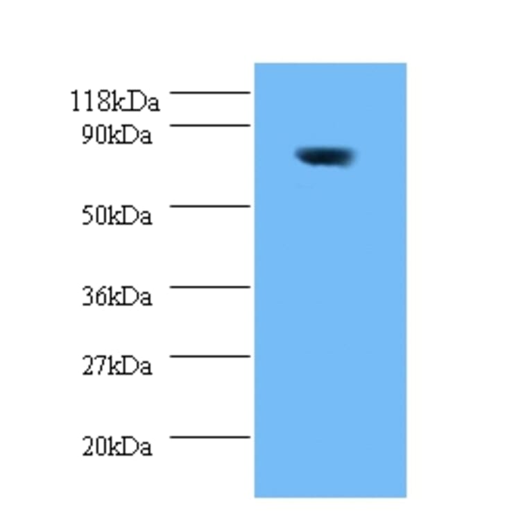 42662 from Signalway Antibody - Antibodies.com