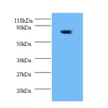 42662 from Signalway Antibody - Antibodies.com
