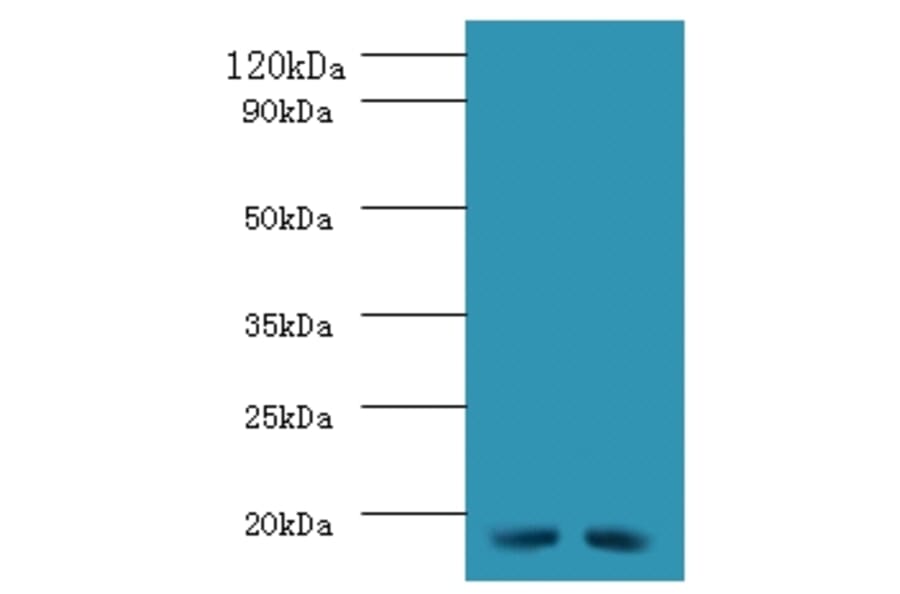 Western blot - 42697 from Signalway Antibody - Antibodies.com
