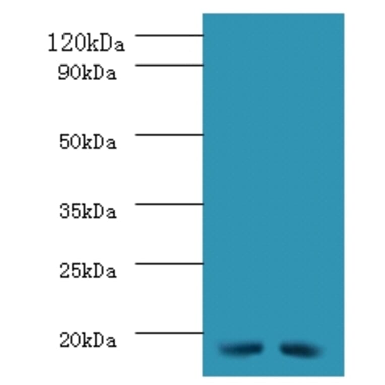 Western blot - 42697 from Signalway Antibody - Antibodies.com