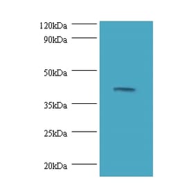 Dual specificity mitogen-activated protein kinase kinase 3 Polyclonal Antibody from Signalway Antibody (42248)